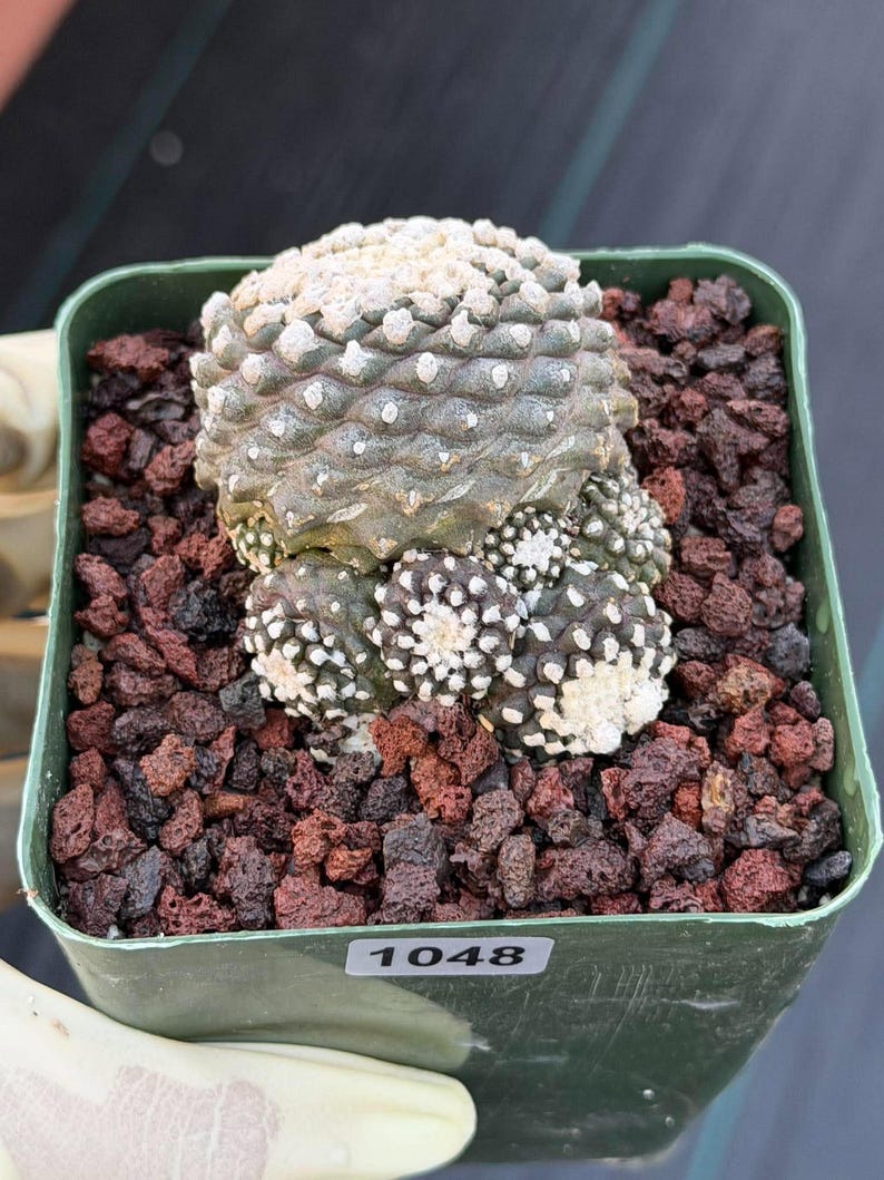 Copiapoa Copiapoa tenuissimma f. monstrose Rare Collector Cactus - Live Cactus #1048