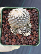 Copiapoa Copiapoa tenuissimma f. monstrose Rare Collector Cactus - Live Cactus #1048