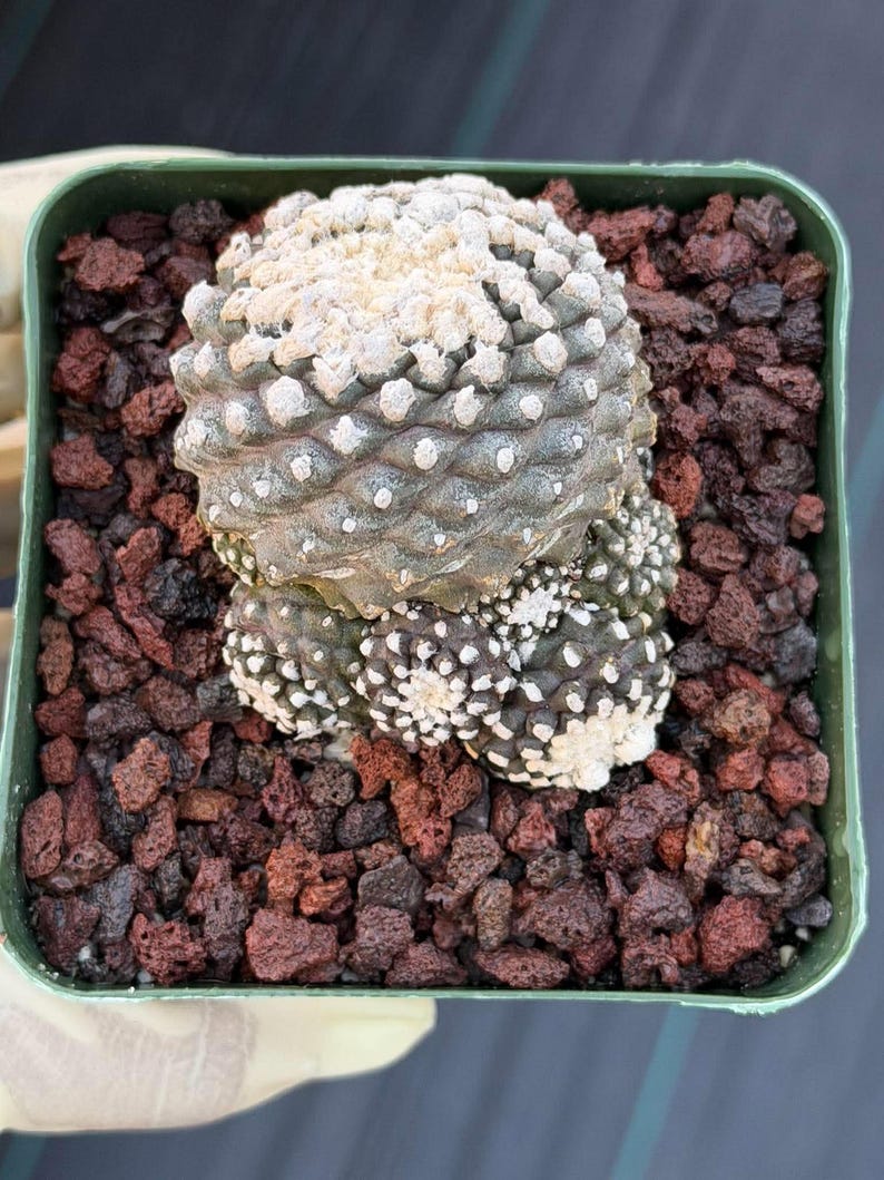 Copiapoa Copiapoa tenuissimma f. monstrose Rare Collector Cactus - Live Cactus #1048