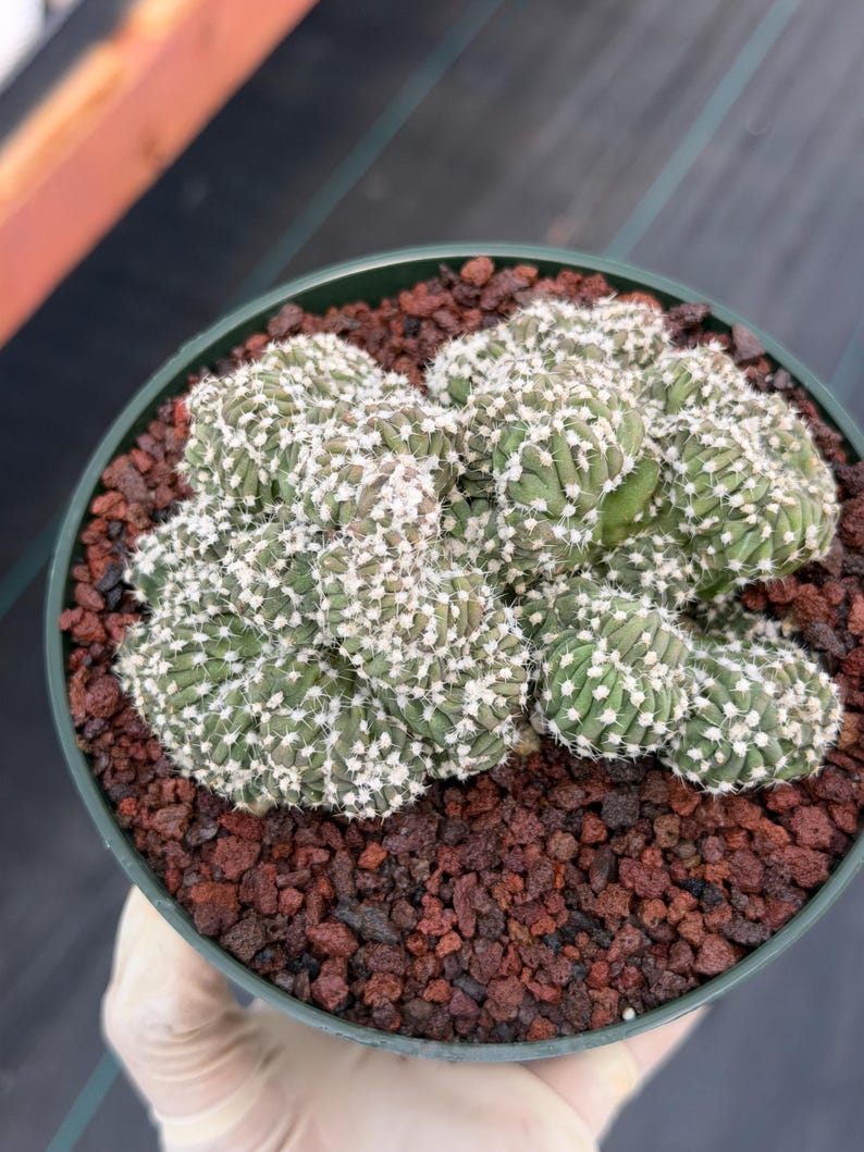 Rare Crested Domino Cactus – 4” Collector Succulent Plant #215