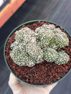 Rare Crested Domino Cactus – 4” Collector Succulent Plant #215