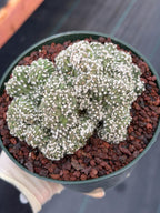 Rare Crested Domino Cactus – 4” Collector Succulent Plant #215