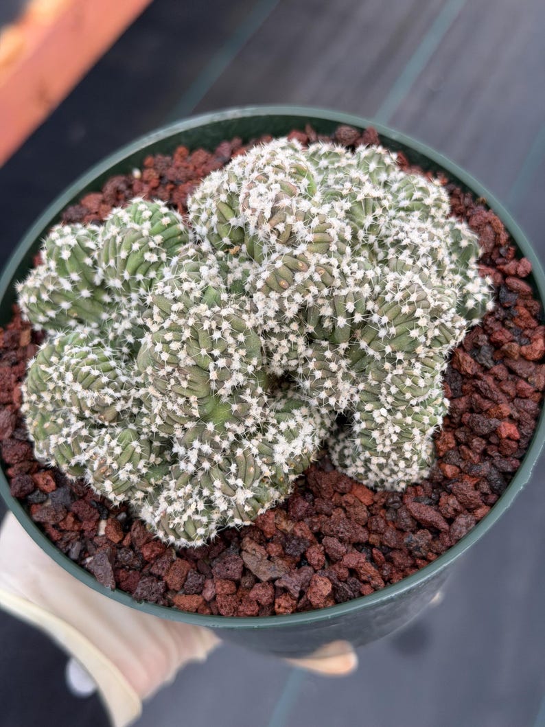 Rare Crested Domino Cactus – 4” Collector Succulent Plant #215