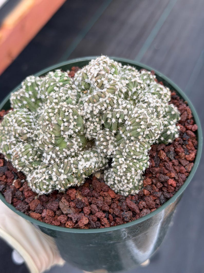 Rare Crested Domino Cactus – 4” Collector Succulent Plant #215