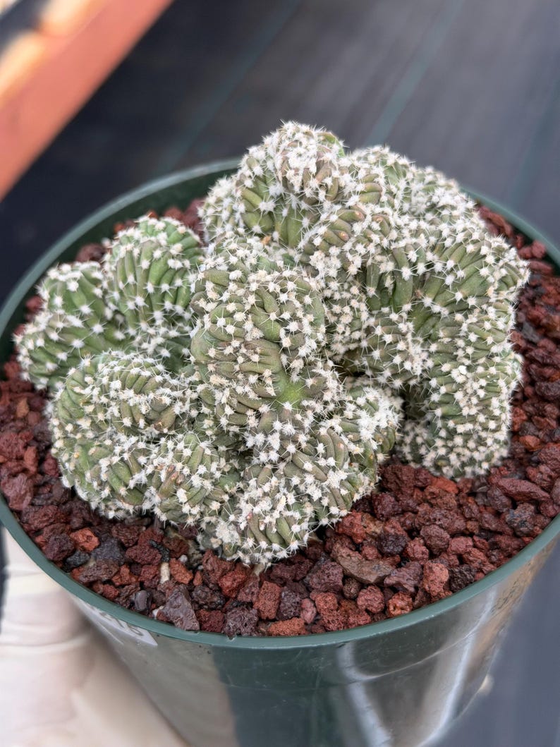 Rare Crested Domino Cactus – 4” Collector Succulent Plant #215