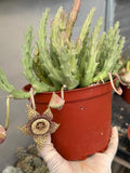 Stapelia Orbea Large Plant | Live Plant | Rare Live Succulent | Hanging Basket Plant