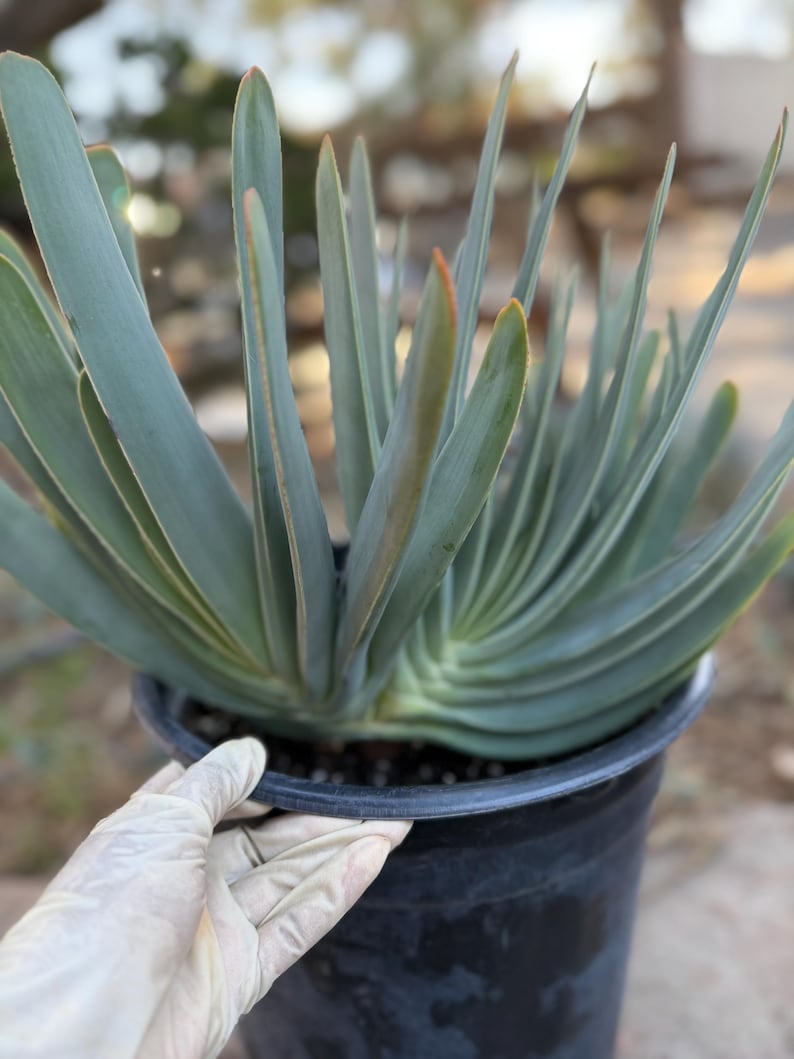 Tree Fan Aloe | Aloe Plicatilis Large Succulent Plant | Tree Plant #1046