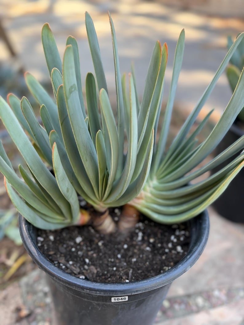 Tree Fan Aloe | Aloe Plicatilis Large Succulent Plant | Tree Plant #1046