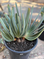 Tree Fan Aloe | Aloe Plicatilis Large Succulent Plant | Tree Plant #1046