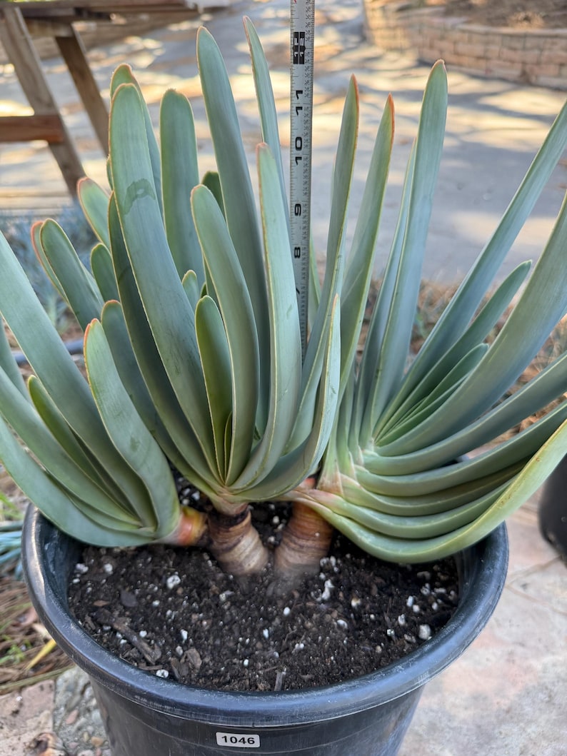 Tree Fan Aloe | Aloe Plicatilis Large Succulent Plant | Tree Plant #1046