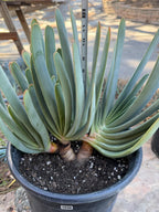 Tree Fan Aloe | Aloe Plicatilis Large Succulent Plant | Tree Plant #1046