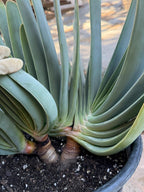 Tree Fan Aloe | Aloe Plicatilis Large Succulent Plant | Tree Plant #1046