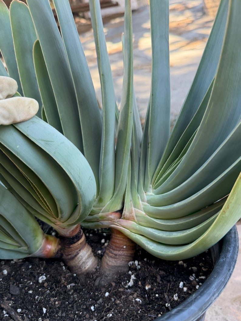 Tree Fan Aloe | Aloe Plicatilis Large Succulent Plant | Tree Plant #1046