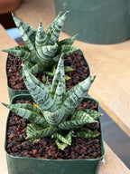 Sansevieria Zebra Variegated Hybrid | Dwarf Snake Plant