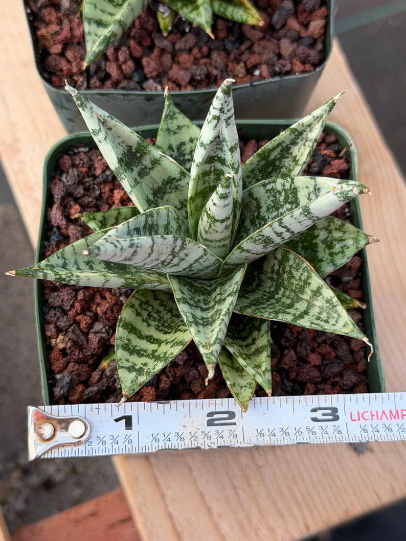 Sansevieria Zebra Variegated Hybrid | Dwarf Snake Plant