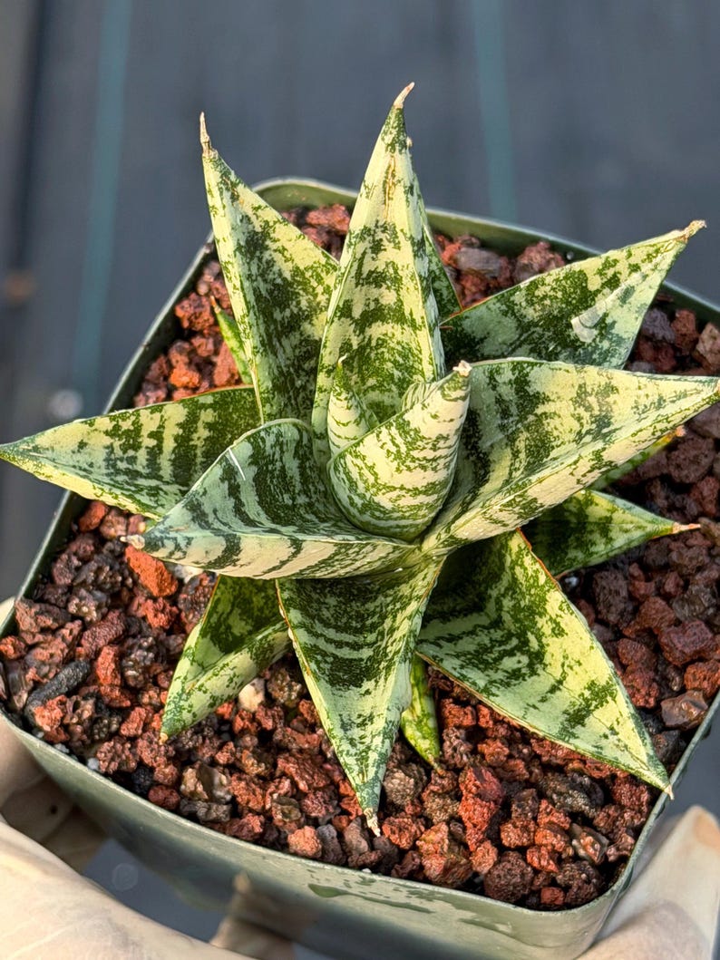 Sansevieria Zebra Variegated Hybrid | Dwarf Snake Plant