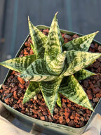 Sansevieria Zebra Variegated Hybrid | Dwarf Snake Plant
