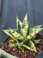 Sansevieria Zebra Variegated Hybrid | Dwarf Snake Plant
