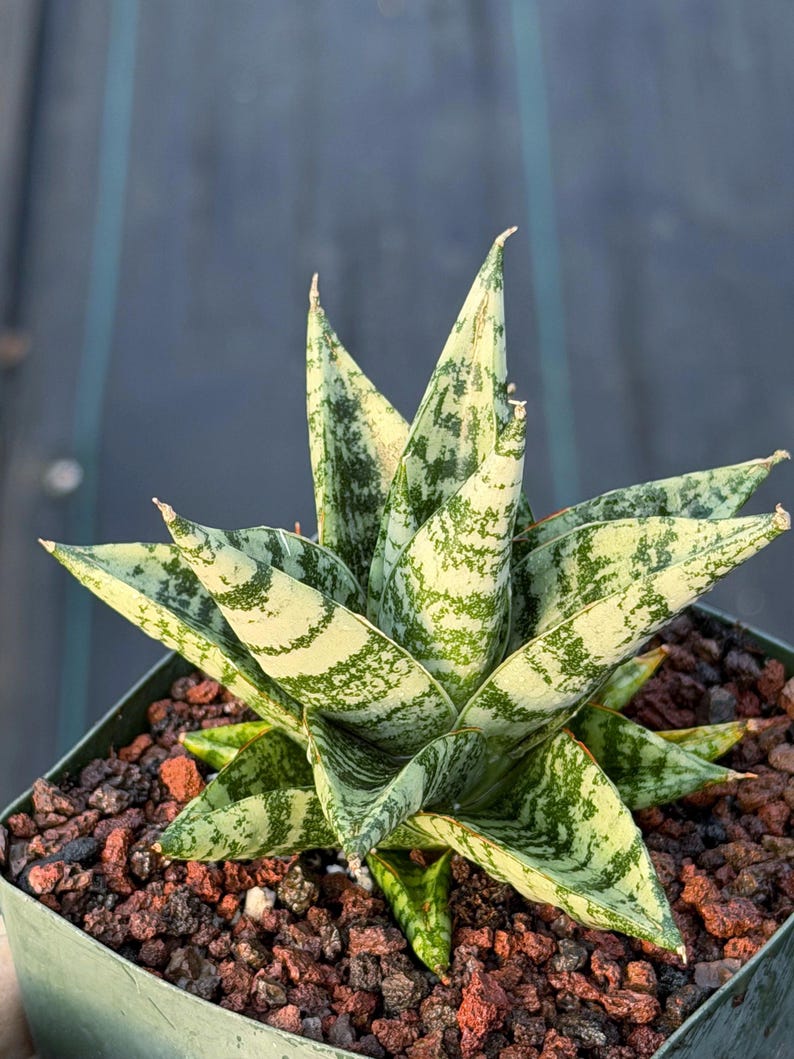 Sansevieria Zebra Variegated Hybrid | Dwarf Snake Plant