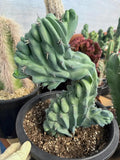 Crested Blue Myrtle Cactus | Crested Plant | Live Plant
