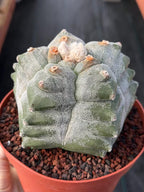 Astrophytum Myriostigma Kikko Seedgrown | Live Cactus | Rare Plant | #874