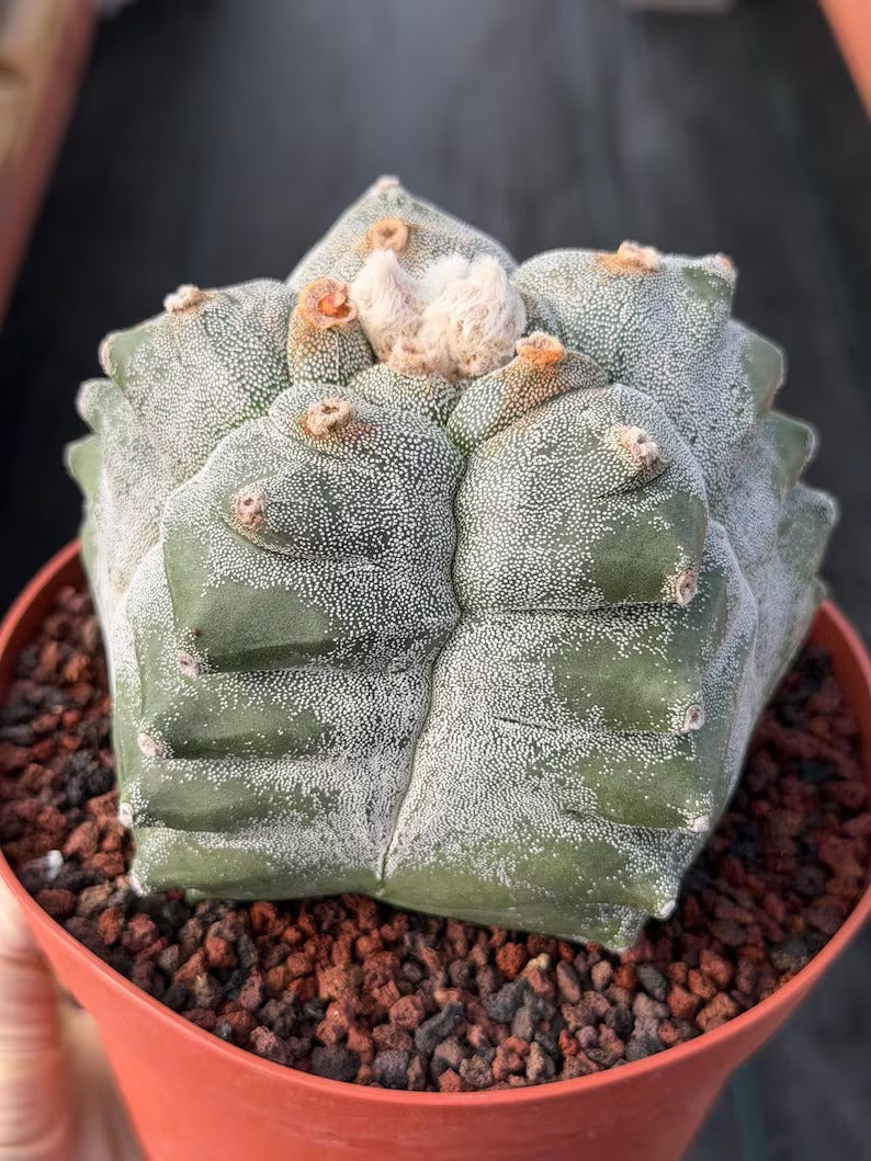 Astrophytum Myriostigma Kikko Seedgrown | Live Cactus | Rare Plant | #874