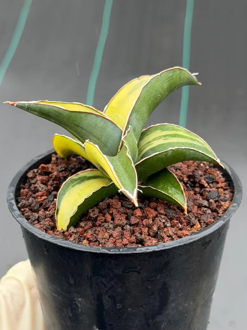 Variegated Sansevieria Robusta Fat Easy Care House Plant | Live Plant #728