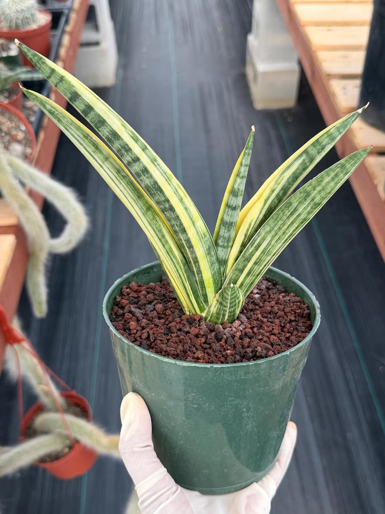 Variegated Sansevieria Marsha Anjani Rare Snake Plant | Live Succulent #161
