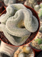 Mammillaria Cristata – Large Crested Form Rare Crested Cactus with White Spines #1018