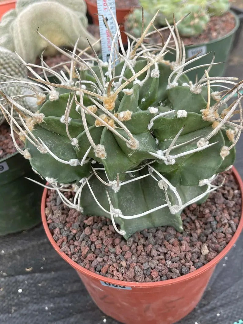 Astrophytum Capricorn with pups | Rare Cactus | Live Cactus | #98