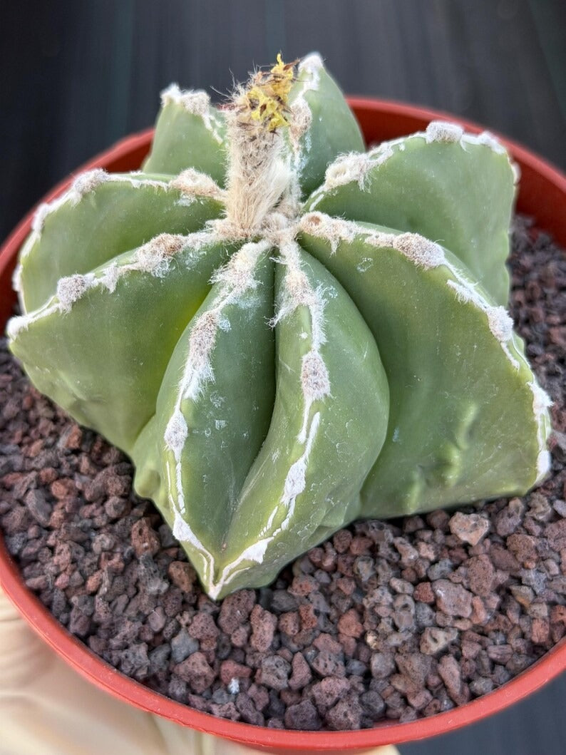 Astrophytum Myriostigma Seedgrown #679 | White Line Form | Live Cactus | Rare Plant