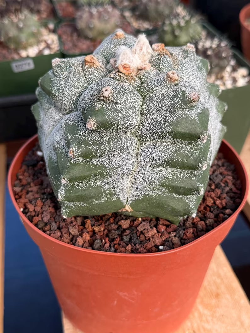 Astrophytum Myriostigma Kikko Seedgrown | Live Cactus | Rare Plant | #874