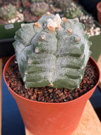 Astrophytum Myriostigma Kikko Seedgrown | Live Cactus | Rare Plant | #874