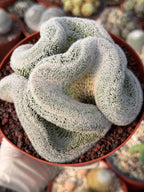 Mammillaria Cristata – Large Crested Form Rare Crested Cactus with White Spines #1018