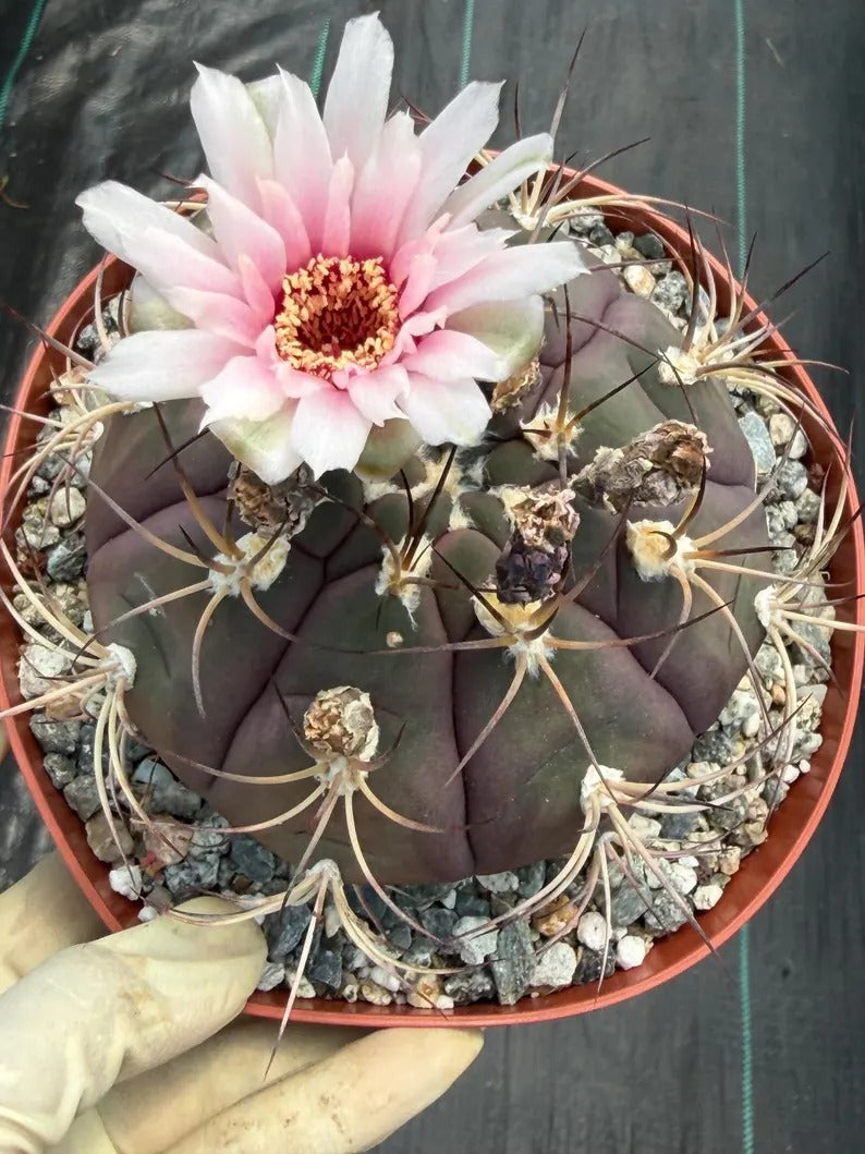 Gymnocalycium Saglionis  | 6” Large Gymnocalicoum Cactus , Easy care Cactus, for Plant Lover Gift