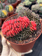 6” Crested Gymnocalycium Mihanovichii Seed Grown | Live Cactus | Live Plant