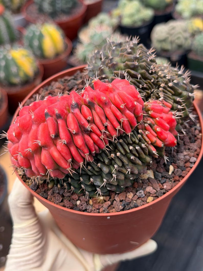 6” Crested Gymnocalycium Mihanovichii Seed Grown | Live Cactus | Live Plant
