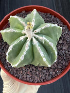 Astrophytum Myriostigma Seedgrown #679 | White Line Form | Live Cactus | Rare Plant