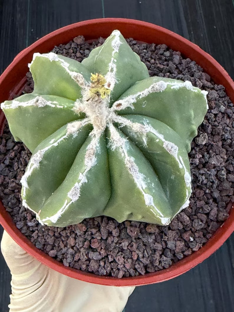 Astrophytum Myriostigma Seedgrown #679 | White Line Form | Live Cactus | Rare Plant