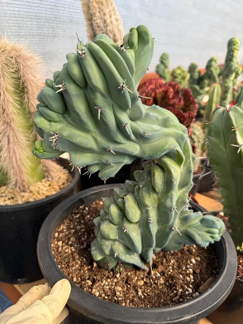 Crested Blue Myrtle Cactus | Crested Plant | Live Plant