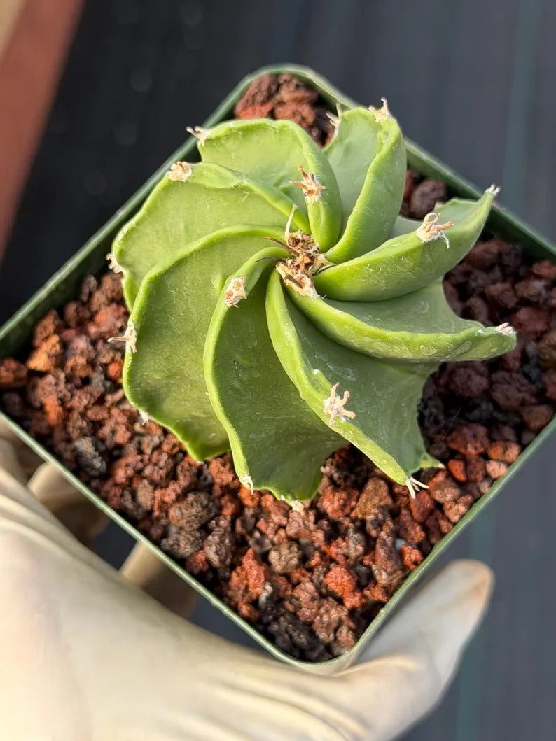 Astrophytum Capricorn Spiral Form #824 | Seed Grown | Rare Cactus | Live Cactus