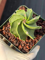 Astrophytum Capricorn Spiral Form #824 | Seed Grown | Rare Cactus | Live Cactus
