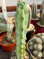 Boobbie Cactus Live Succulent Easy Care Rare Desert Plant Gift