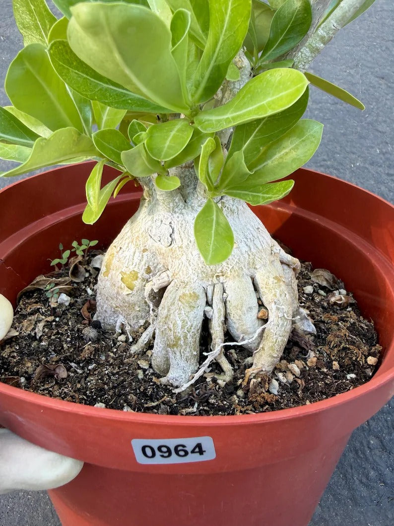 Adenium Obesum Desert Rose – Thick Trunk Caudex Bonsai #964