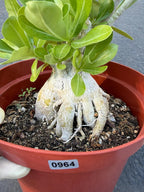 Adenium Obesum Desert Rose – Thick Trunk Caudex Bonsai #964
