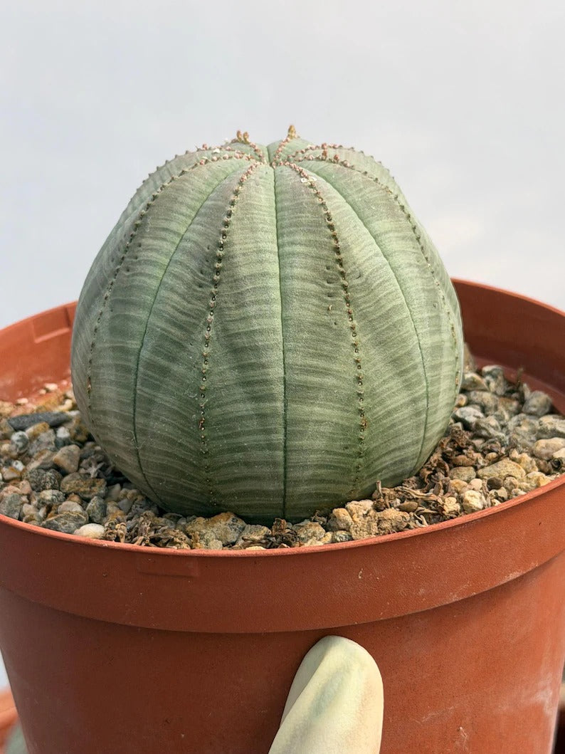 Euphorbia Obesa | Rare Baseball Plant | Unique Round Succulent | Easy Care Indoor Collector Plant Gift #946