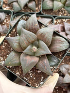 Harworthia Mutica Dark Clear Window | Easy Care Succulent | Live Plant