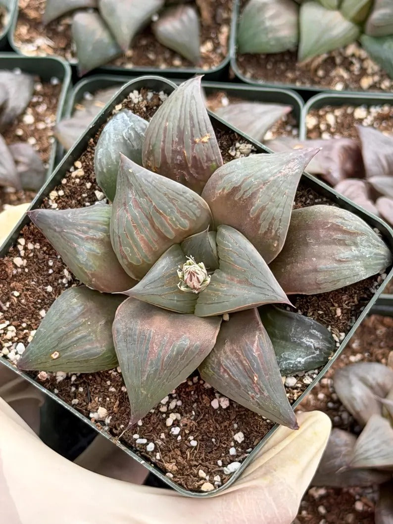 Harworthia Mutica Dark Clear Window | Easy Care Succulent | Live Plant