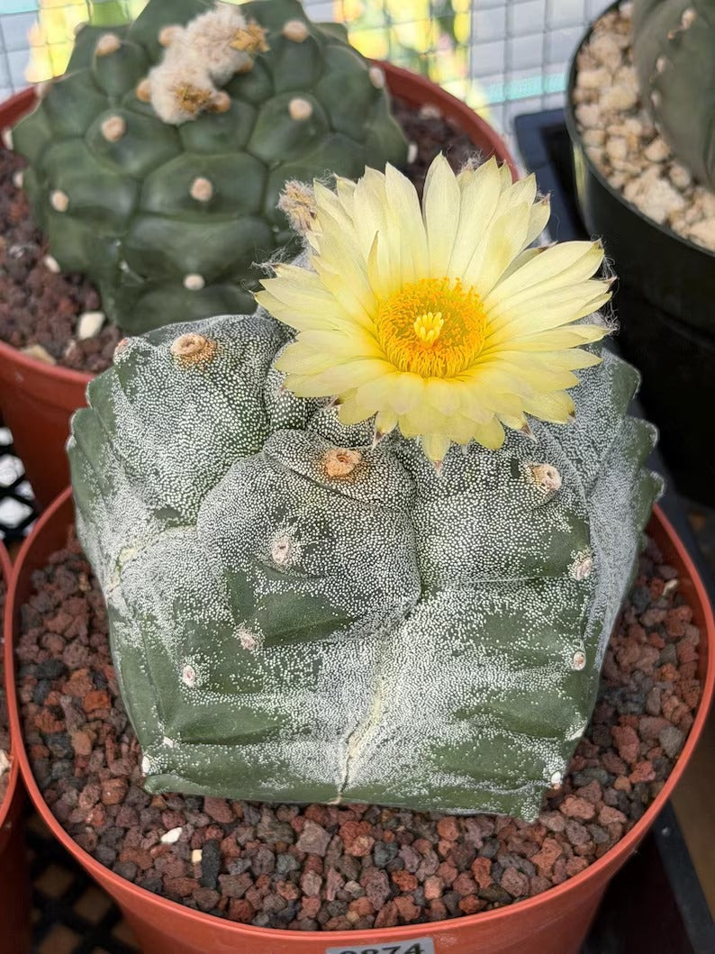 Astrophytum Myriostigma Kikko Seedgrown | Live Cactus | Rare Plant | #874