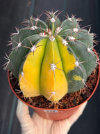 6” Variegated Melocactus #416 | Live Cactus | Live Plant